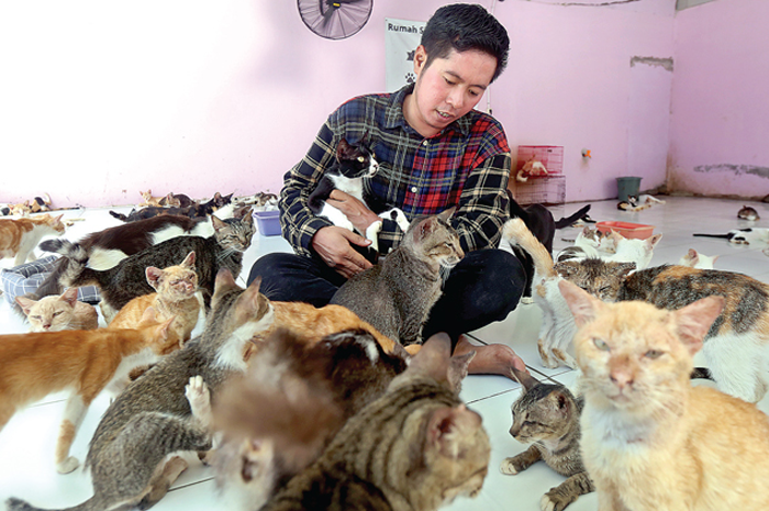 KARENA CINTA: Bimbim di tengah kucing-kucing yang diselamatkan di Rumah Singgah Clow. Dia harus memutar otak agar selter tetap berjalan. Bimbim pun bersyukur banyak pihak yang men-support. - Image