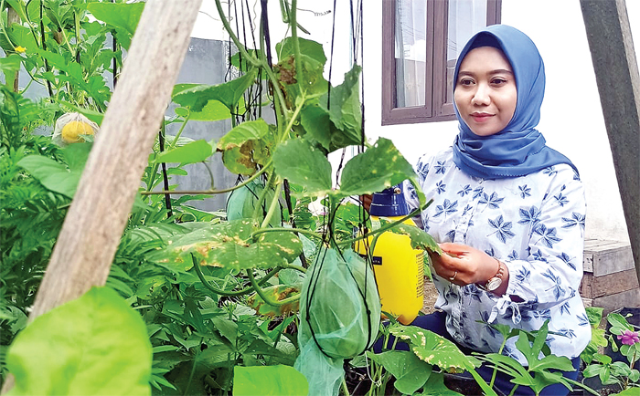 DARI INDIA: Ristiya menyemprot tanaman melonnya yang sukses dibudidayakan di Tanjung Selor dengan pestisida nabati dari neem oil. Ukuran melon kajari lebih dari pada jenis lainnnya. - Image