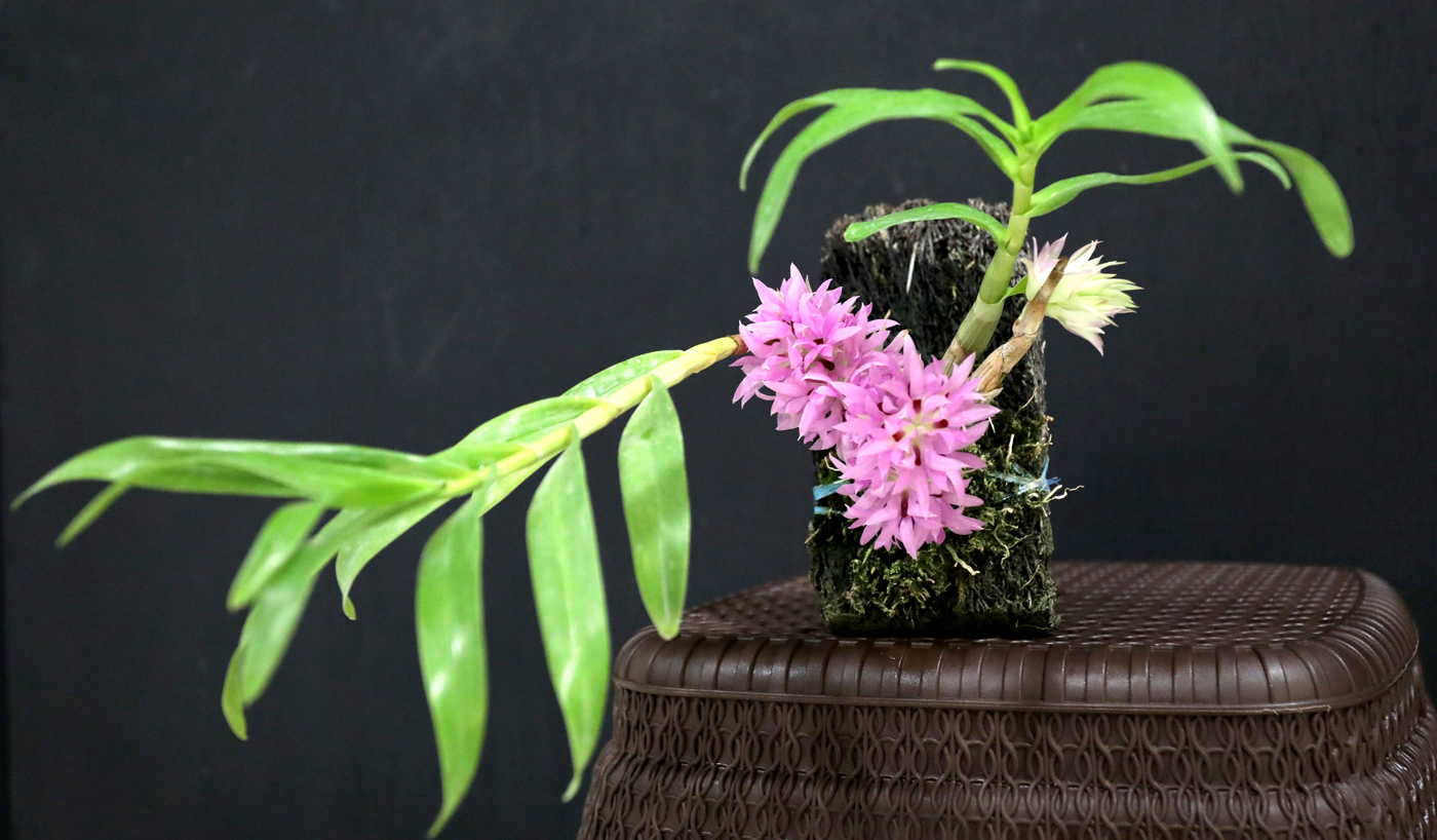 Dendrobium bracteosum vartanii. - Image