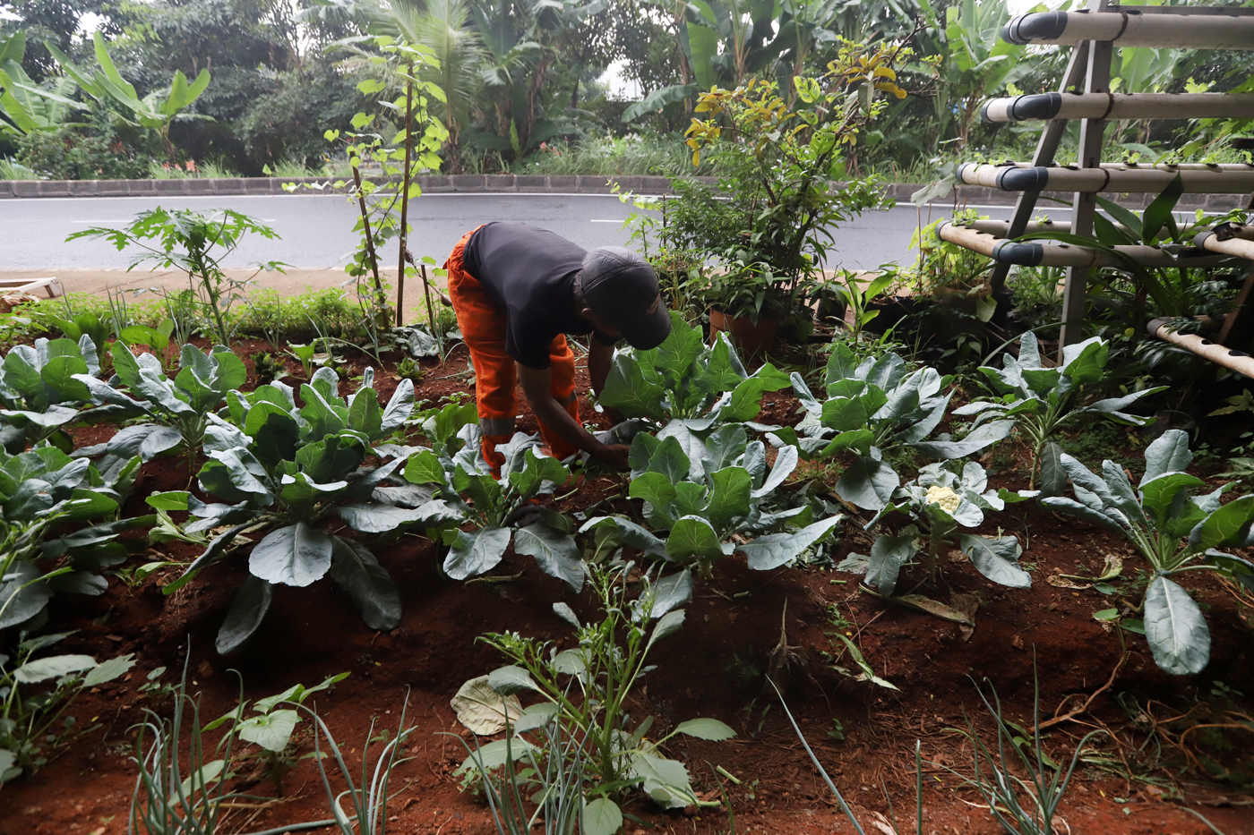 Petugas Penanganan Prasarana dan Sarana Umum (PPSU) menata tanaman sayur brokoli di bawah kolong Tol Becakayu (Bekasi Cawang Kampung Melayu), Jakarta, Senin (22/5/2023). Pemprov DKI Jakarta melakukan penataan kawasan hijau dengan tanaman hias dan sistem p - Image