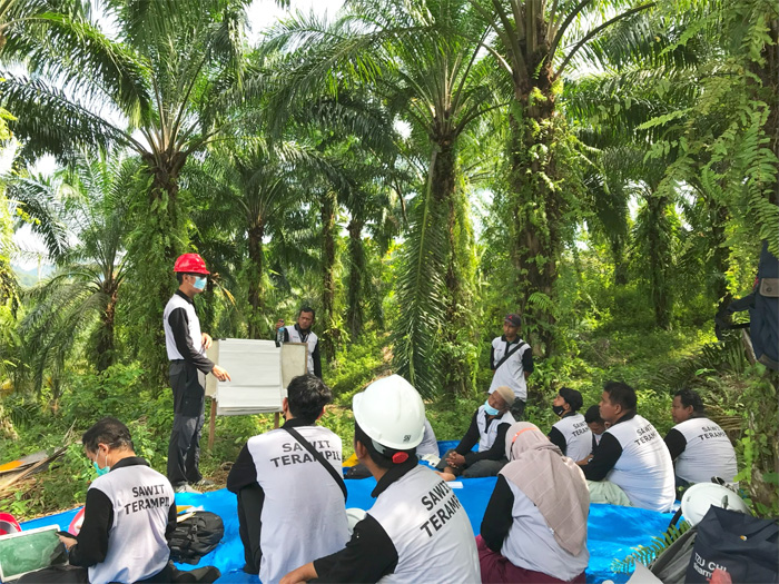ILUSTRASI. Pendampingan bagi petani swadaya untuk membantu meningkatkan praktik pertanian yang berkelanjutan. - Image
