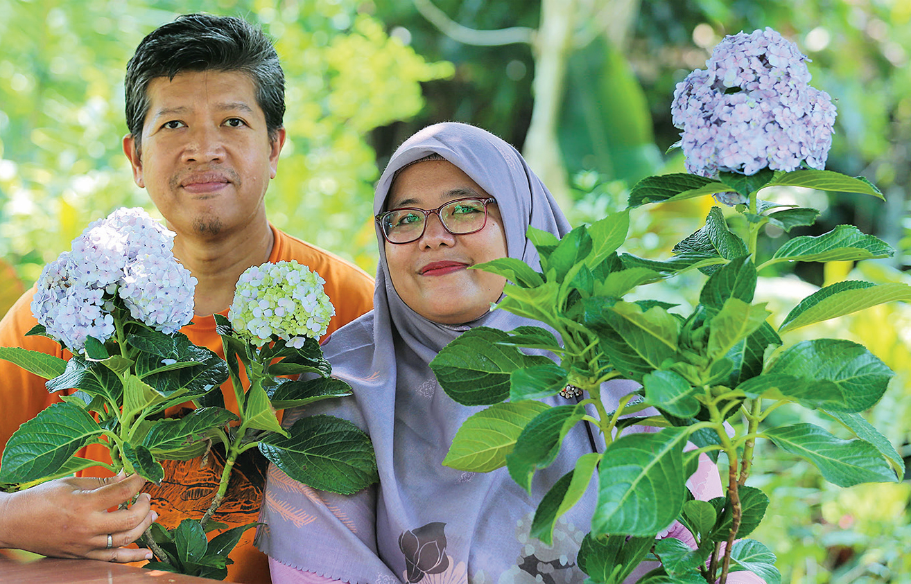 PERAWATAN MUDAH: Owner Kebun Binar Bumi Pandasurya Wijaya menunjukkan salah satu koleksi hortensia miliknya. Setiap hari tanaman ini cukup dijemur selama 30 menit. - Image