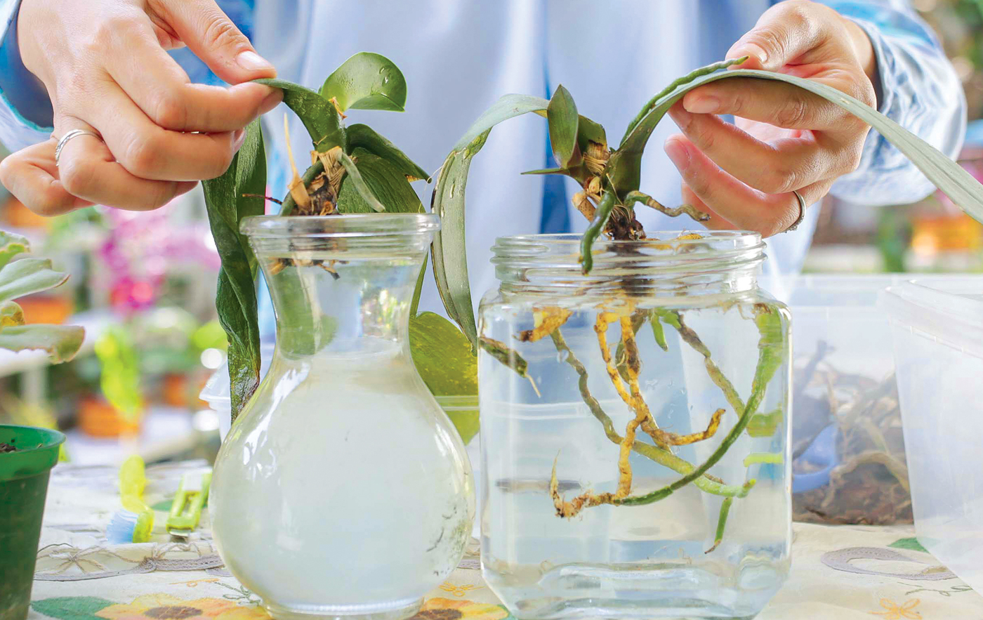 PROPAGASI VEGETATIF: Anggrek Phalaenopsis hybrid diperbanyak dengan menggunakan media air. - Image