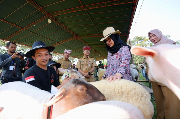 Kabupaten Banyuwangi gelar kontes hewan ternak (livestock contest) pada 19-20 Juni. - Image