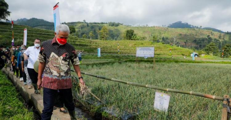 Gubernur Jateng Ganjar Pranowo saat meninjau sawah. (Istimewa) - Image