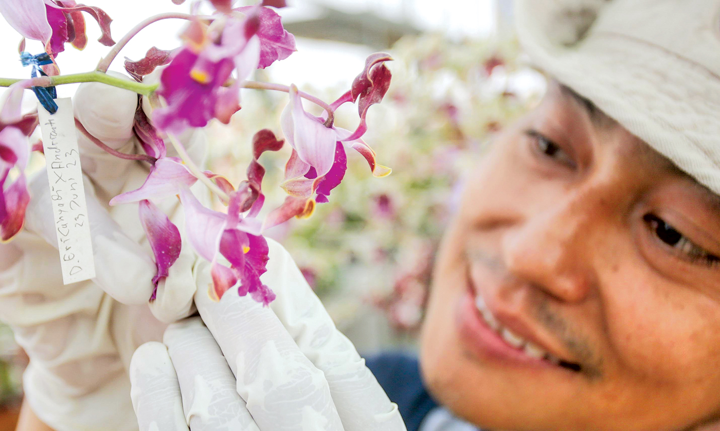SUKSES PENYILANGAN: Antok menunjukkan anggrek hasil persilangan Dendrobium Eri Cahyadi dengan Dendrobium Adrianti Purwanto. - Image