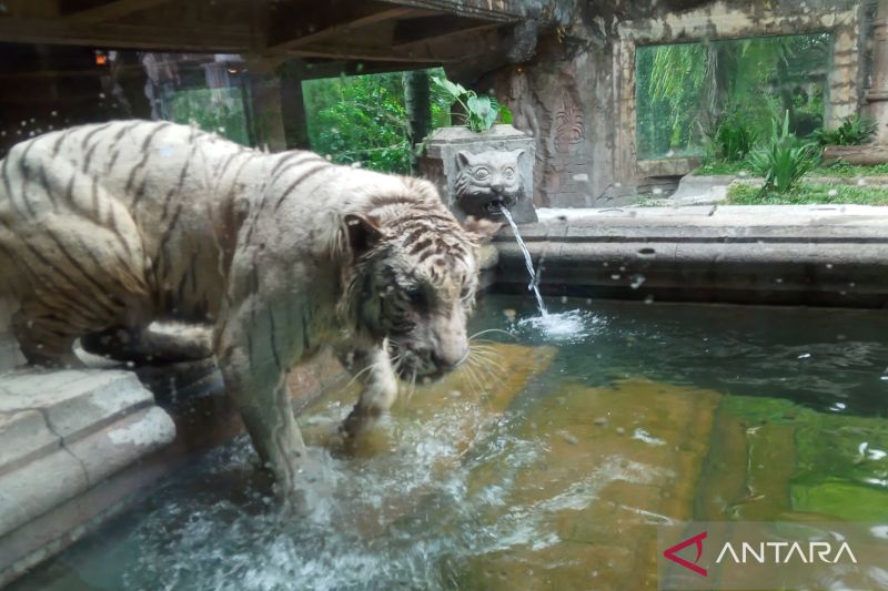 Seekor harimau putih bernama Molik, salah satu harimau yang menemani pengunjung selama menyantap hidangan di Tiger Cave Restaurant Taman Safari II Jatim. ANTARA/Farhan Arda Nugraha - Image