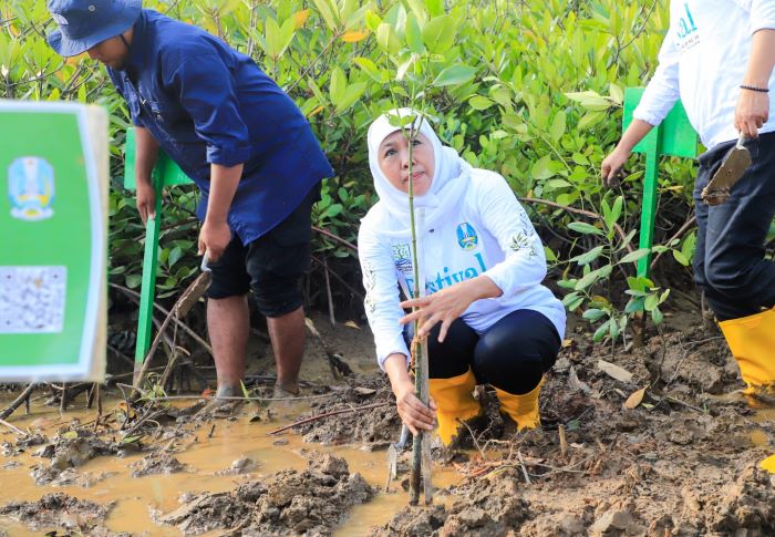 Gubernur Jatim Khofifah Indar Parawansa ajak semua pihak terus memasifkan penanaman dan pelestarian mangrove. - Image