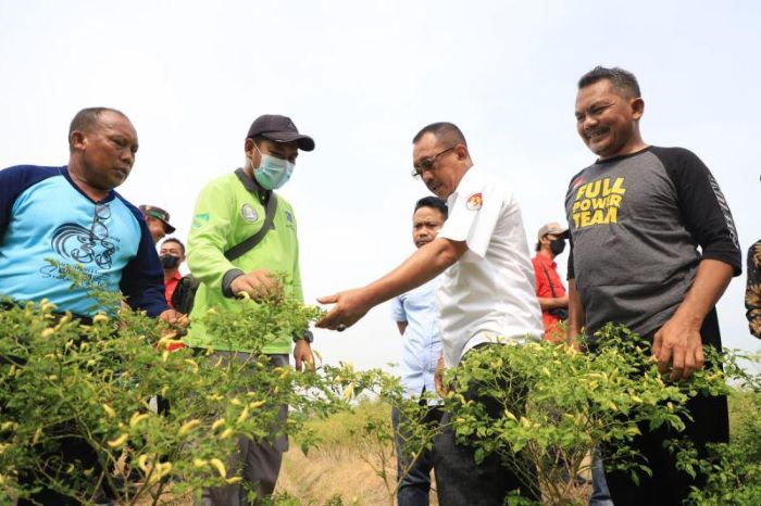 Wakil Wali Kota Surabaya Armuji ajak agar warga Surabaya optimalkan urban farming. - Image