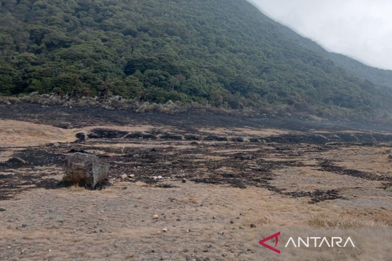 Padang rumput yang terkabar di Alun-alun Surayakancana Gunung Gede-Pangarango, menghitam setelah api berhasil dipadamkan petugas gabungan, Senin malam.(ANTARA/Ahmad Fikri). (Ahmad Fikri) - Image