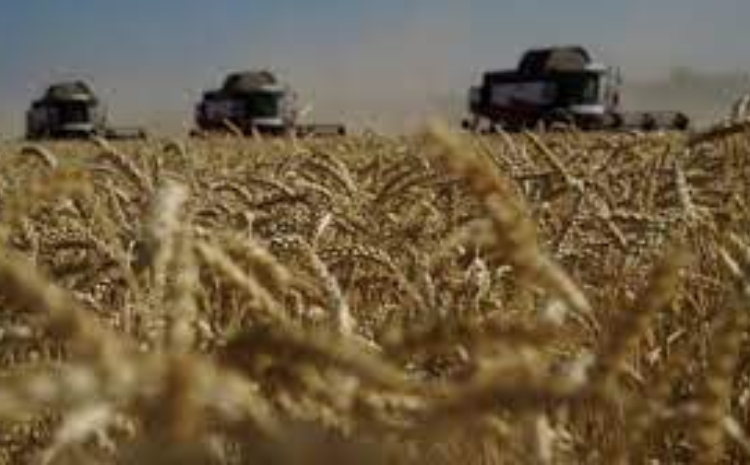 Para petani memanen gandum di wilayah Rostov, Rusia, dekat perbatasan dengan Ukraina./AFP/Getty Images - Image