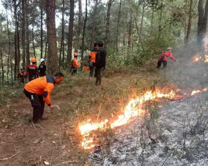 BPBD Jatim menerjunkan tim pemadaman jalur darat padamkan titik api di area petak 40, RPH Manyul, BKPH Lawu Utara, Desa Giri Mulyo, Kecamatan Jogorogo, Kabupaten Ngawi. - Image