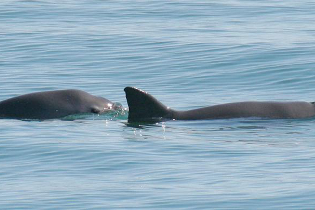 Seekor induk vaquita bersama anaknya ketika muncul ke permukaan di perairan San Felipe, Meksiko. - Image