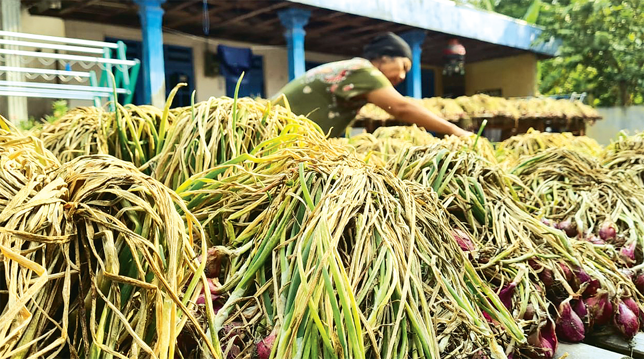 MAKIN UNTUNG: Petani bawang merah di Brebes merasakan tanahnya subur dan produktivitasnya meningkat 30 persen setelah menggunakan pupuk organik. - Image