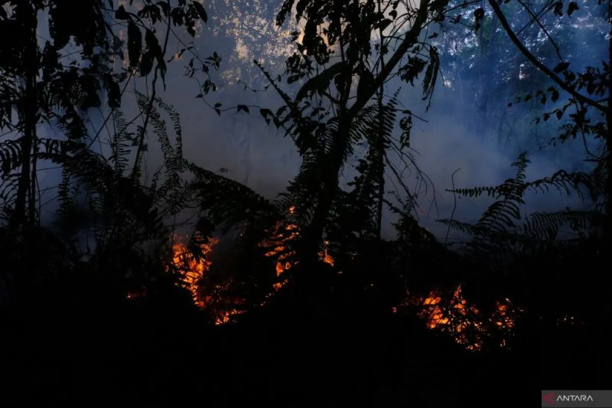 Ilustrasi: Suasana hutan dan lahan gambut yang terbakar di Parit Sembin, Kecamatan Sungai Raya, Kabupaten Kubu Raya, Kalimantan Barat, Jumat (15/9/2023)./ - Image