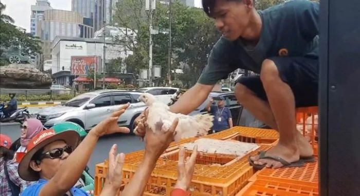 Aksi Komunitas Peternak Unggas Nasional membagikan 500 ekor ayam. (Radar Jogja/ JPG) - Image