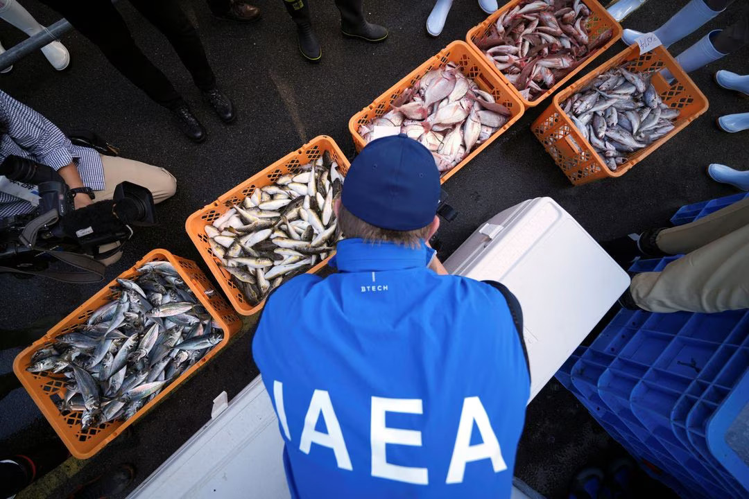 Anggota tim ahli Badan Energi Atom Internasional (IAEA) mengamati sampel ikan di Pelabuhan Hisanohama, Iwaki pada Kamis (19/10). (Sumber: REUTERS/Eugene Hoshiko) - Image
