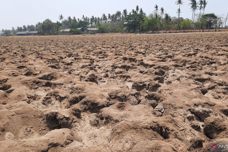 Kondisi lahan rawa di Desa Margamulya, Kecamatan Mauk, Kabupaten Tangerang, Banten mengalami kekeringan akibat kemarau panjang dampak dari fenomena El Nino. (ANTARA/Azmi Samsul Maarif) - Image