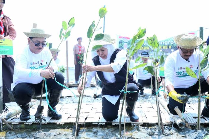 Gubernur Jatim Khofifah Indar Parawansa pimpin penanaman 10.000 bibit mangrove saat Festival Mangrove V di Romokalisari Adventure Land Kota Surabaya. - Image