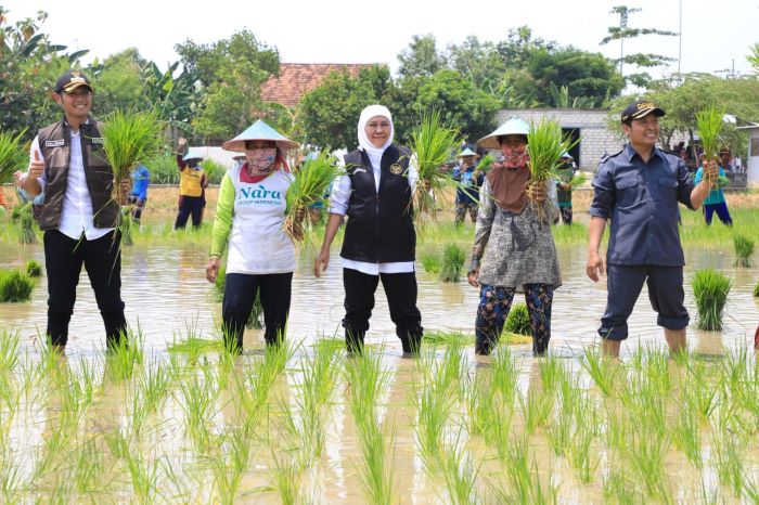 Gubernur Jawa Timur Khofifah Indar Parawansa menanam padi varietas inpari 32 di Desa Karang Tinoto, Kecamatan Rengel, Kabupaten Tuban. - Image