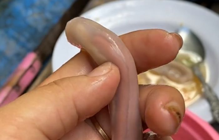 Wujud cacing kayu tembiluk yang masih segar memiliki tekstur kenyal. - Image