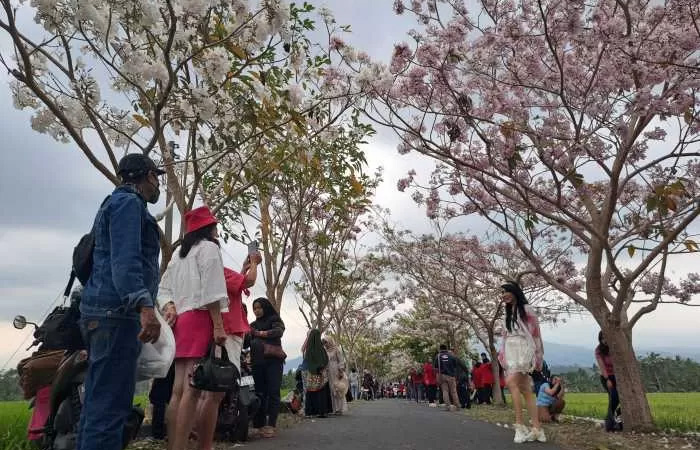 Mekarnya Pohon Tabebuya di Jalanan Magelang jadi daya tarik warga sekitar. - Image