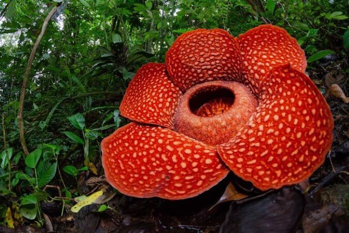Bunga Padma Raksasa dengan nama latin Rafflesia Arnoldi, dinobatkan sebagai bunga Nasional mewakili Puspa Langka. - Image