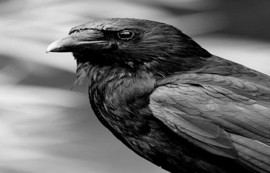 Burung gagak identik dengan bulu yang berwarna hitam. (Pinterest (@xanlea),) - Image
