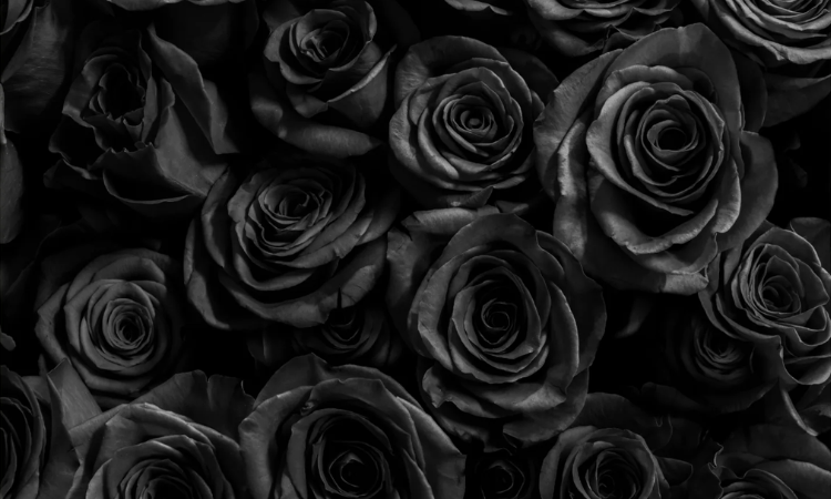 Potret bunga mawar hitam. / - Image