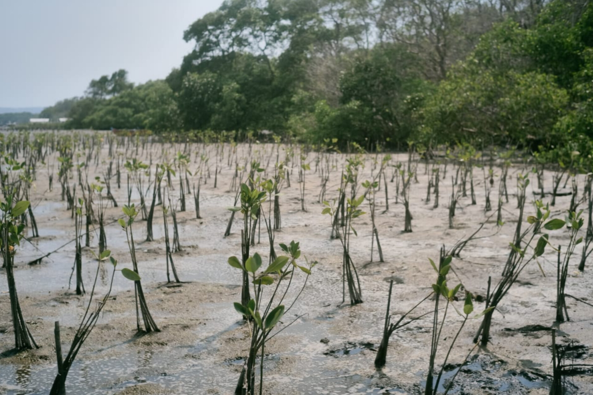 BNI Rehabilitasi 50 Hektare Mangrove di Banyuwangi, Berikan Dampak Ekonomi ke 5.000 Warga - Image