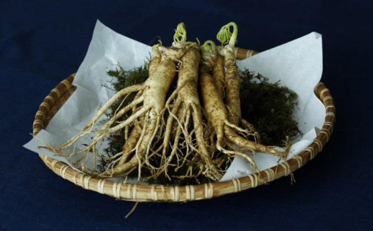 ILUSTRASI: Ginseng (PIXABAY) - Image