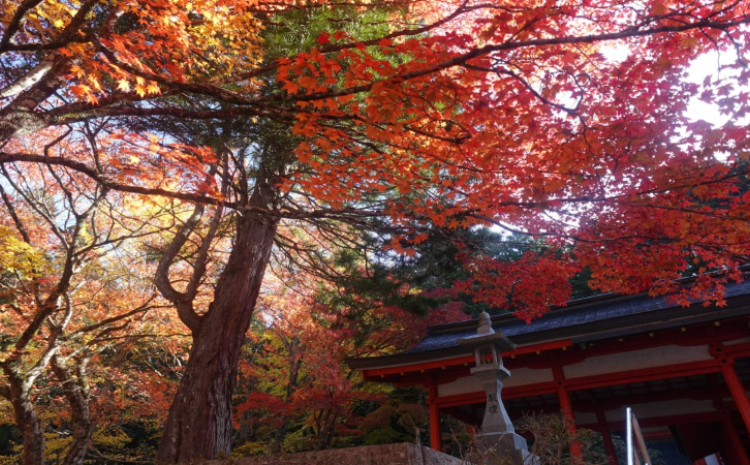 Pohon maple di Gunung Koya, pemukiman buddha di Prefektur Wakayama, pada 4 November. (sumber: TOMOKO OTAKE) - Image