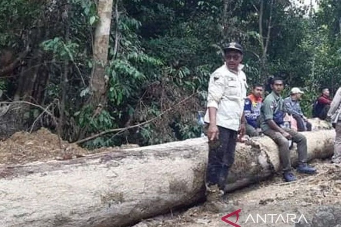 KLHK bekukan ratusan hektare izin penatausahaan hasil hutan di Nagan Raya, Aceh. - Image
