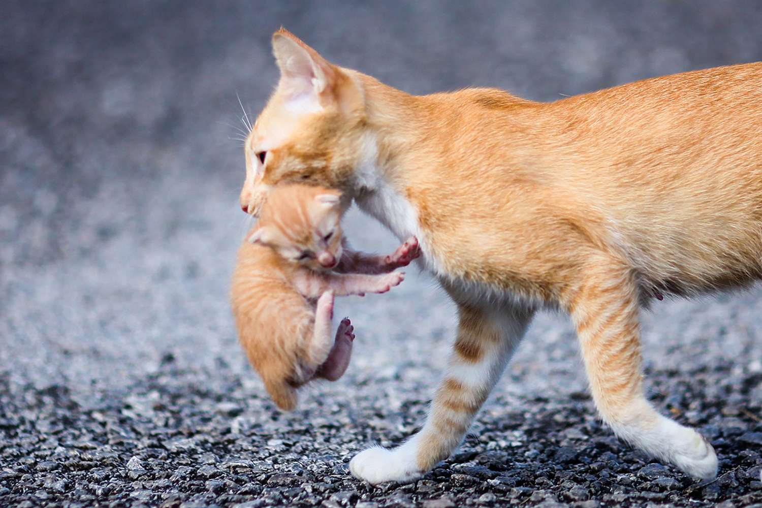 Induk kucing akan memindahkan anaknya jika terancam. (Daily Paws) - Image