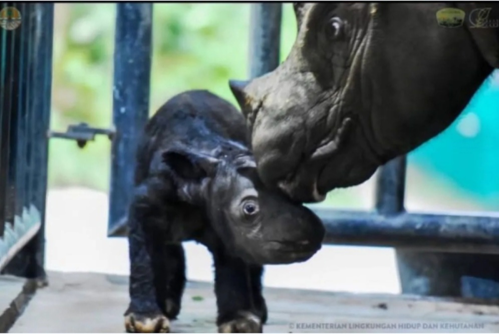 Bayi badak sumatera lahir di Pusat Penangkaran Badak Sumatera atau Suaka Rhino Sumatera (SRS) Balai Taman Nasional Way Kambas (TNWK) Kabupaten Lampung Timur Provinsi Lampung./ - Image