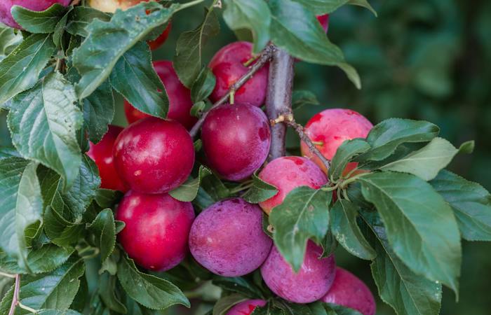 Ilustrasi manfaat buah plum untuk kesehatan (pexels.com/Julia Filirovska) - Image