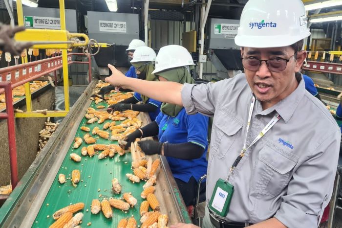Permintaan benih jagung dari Jawa Timur cukup besar. - Image