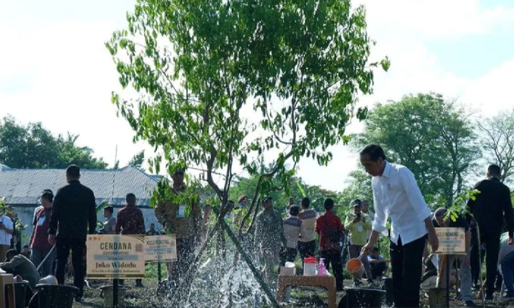 Presiden RI Joko Widodo menyiram pohon Cendana dalam kegiatan penanaman pohon di Kupang, NTT, Rabu (6/12). (Fransiska Mariana Nuka/ANTARA) - Image