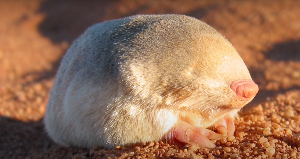 Tikus tanah berbulu emas De Winton ditemukan kembali pada 2023 melalui pelacakan DNA lingkungan setelah tidak terlihat sejak 1937. - Image