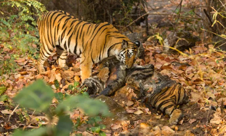 Seekor harimau benggala yang memakan seekor harimau mati di Taman Nasional Bandhavgarh, India. (Live Science) - Image
