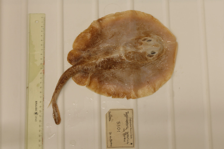 Spesimen ikan Pari Jawa (Urolophus javanicus). Sumber: (Edda Aßel, Museum für Naturkunde Berlin) - Image