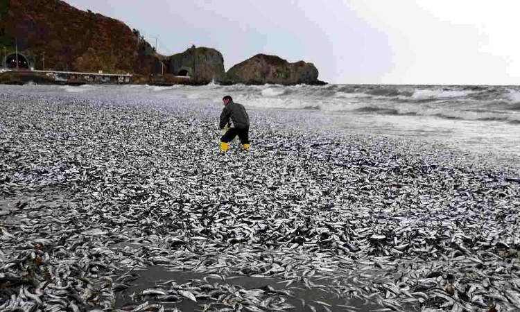 Ikan sarden dan makarel yang terdampar di pantai di Hakodate, Hokkaido. (The Yomiuri Shimbun). - Image