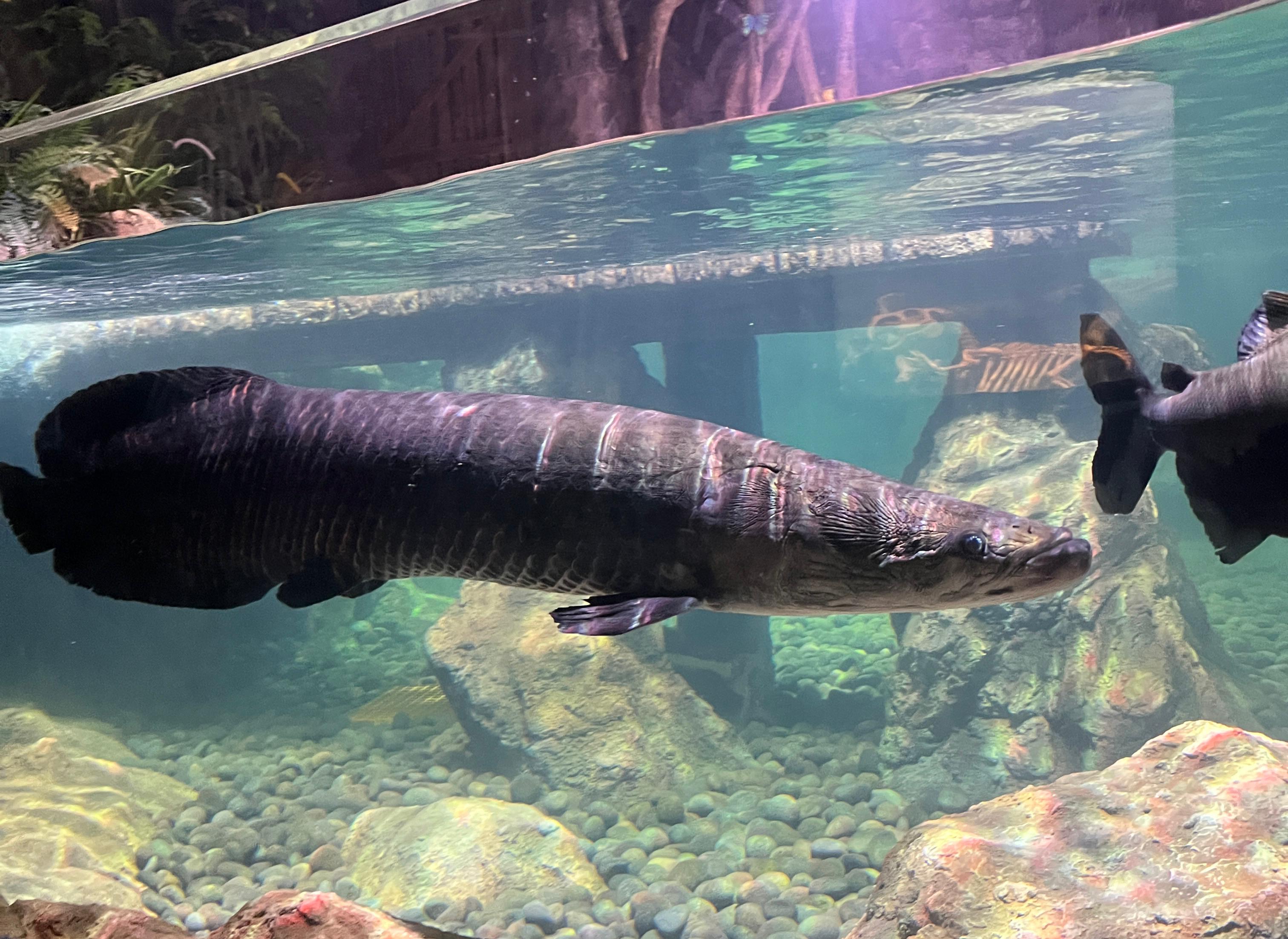 Oceanarium BXSea Bintaro.