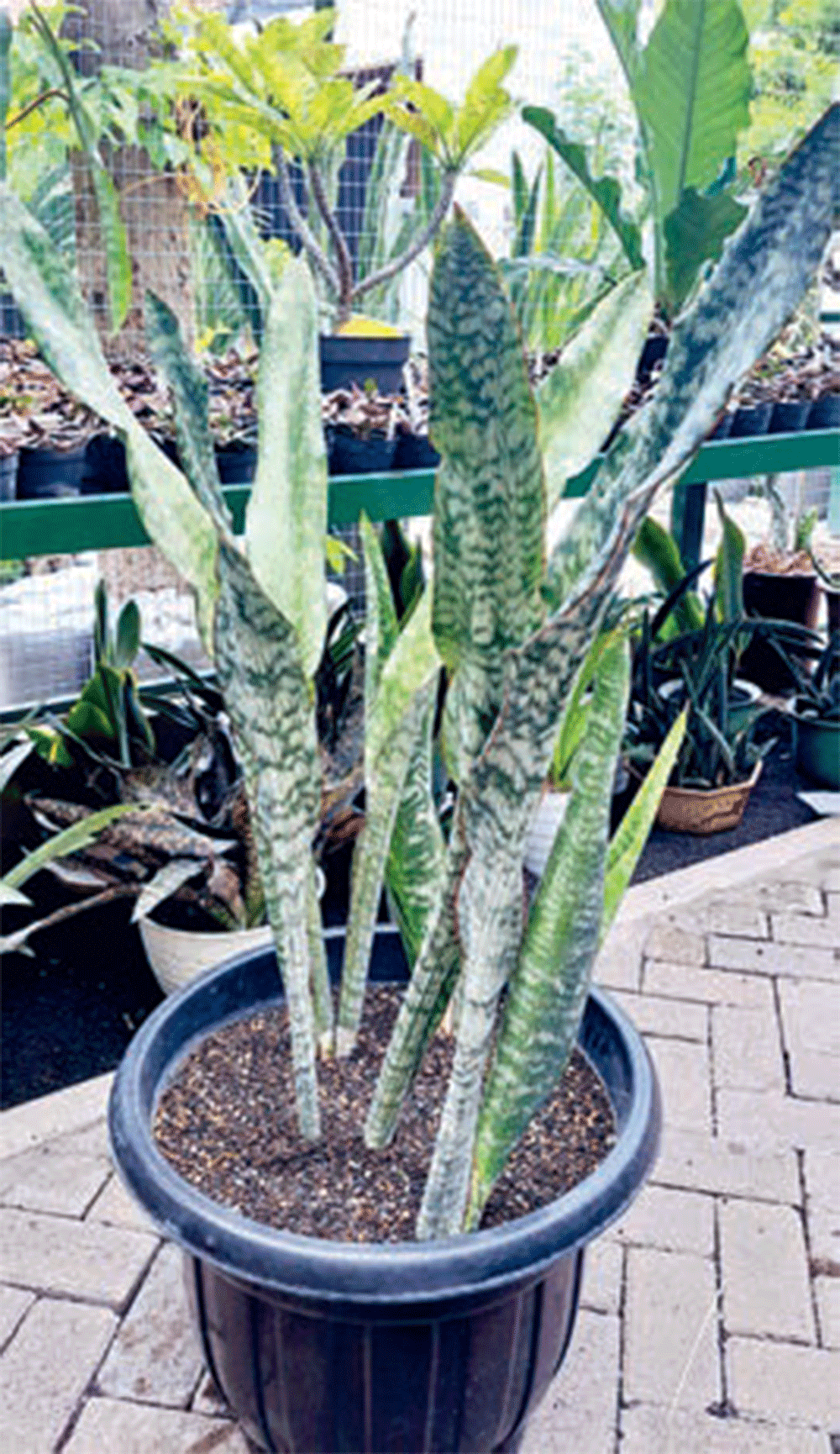 JERNIHKAN KUALITAS UDARA: Koleksi Sansevieria milik Fifi.