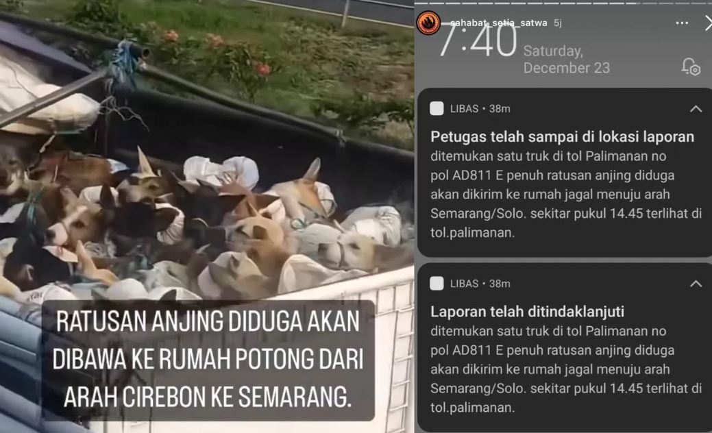 Ratusan Anjing Diduga Diangkut ke Arah Semarang Untuk Dikonsumsi (@pejatenshelter) - Image