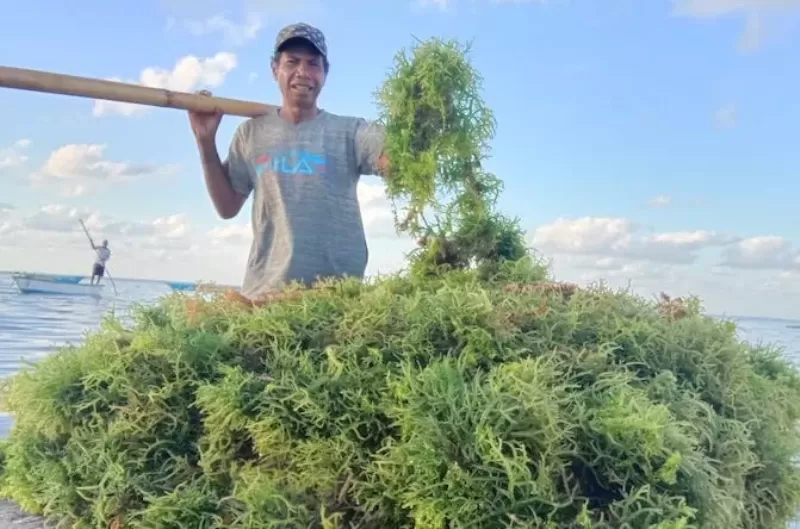Petani rumput laut memanen budidaya perikanan. - Image