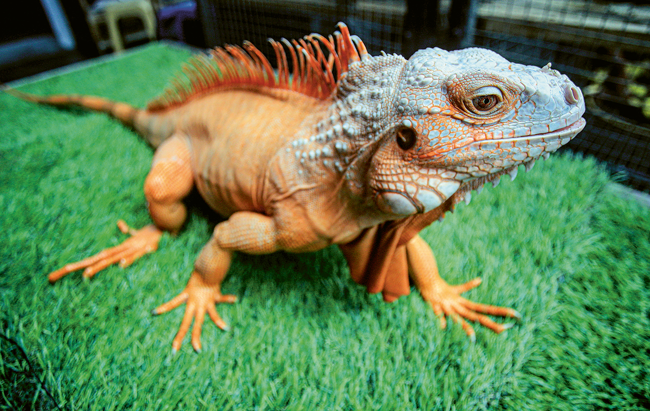KRITERIA UTAMA: Spike yang membentang di sepanjang punggung atas iguana harus memiliki kondisi tebal, rapat, dan tinggi. - Image