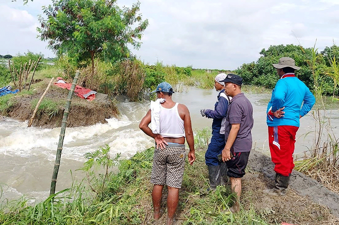TAK KUAT: Tanggul jebol karena luapan Kali Lamong menggenangi lahan pertanian di Gresik Selatan pada 2023. - Image