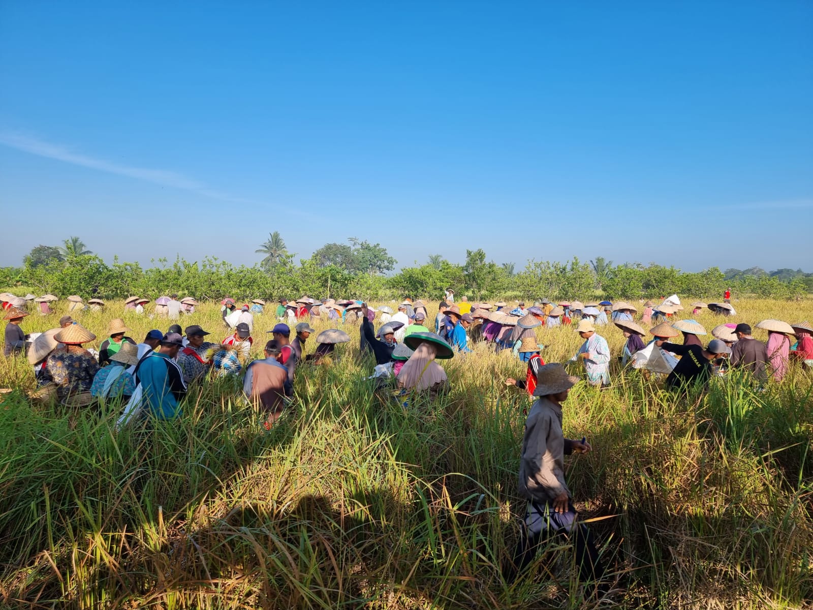 Petani Bersiap Jalani Panen Raya (gides.id) - Image