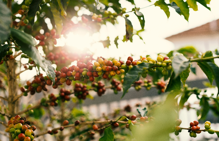 ilustrasi perkebunan kopi./(Foto: Daniel Reche/Pexels) - Image
